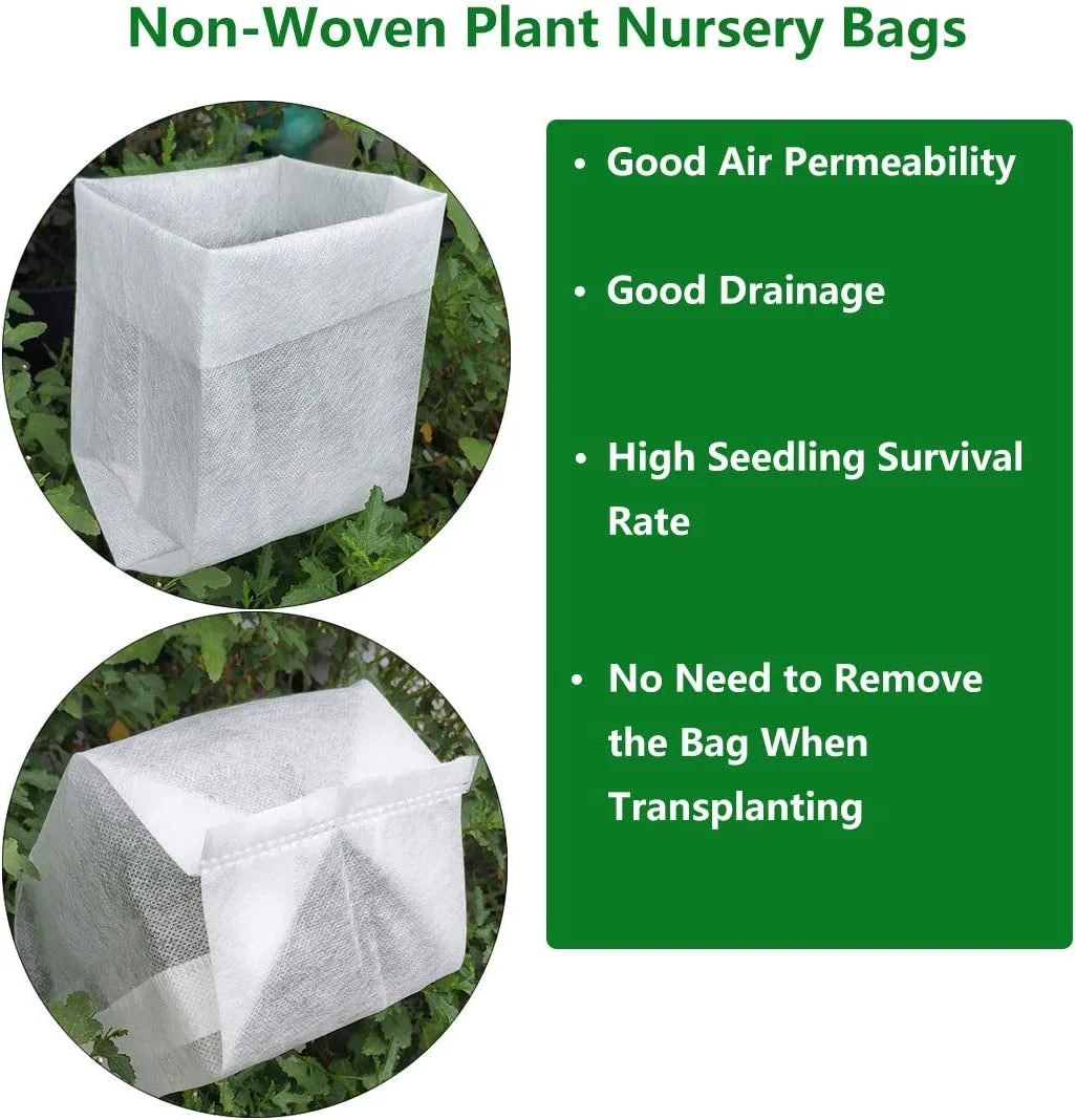 Live Plant 1 QT Evergreen I47417